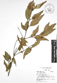 Quercus affinis image