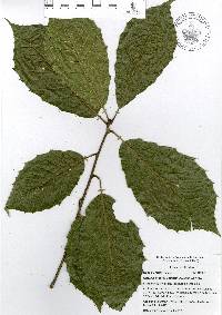 Quercus meavei image