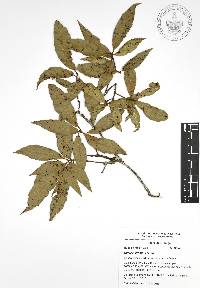 Quercus affinis image