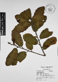 Quercus ariifolia image