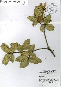 Quercus eduardi image