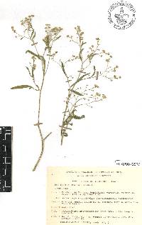 Parthenium hysterophorus image