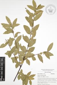 Quercus castanea image