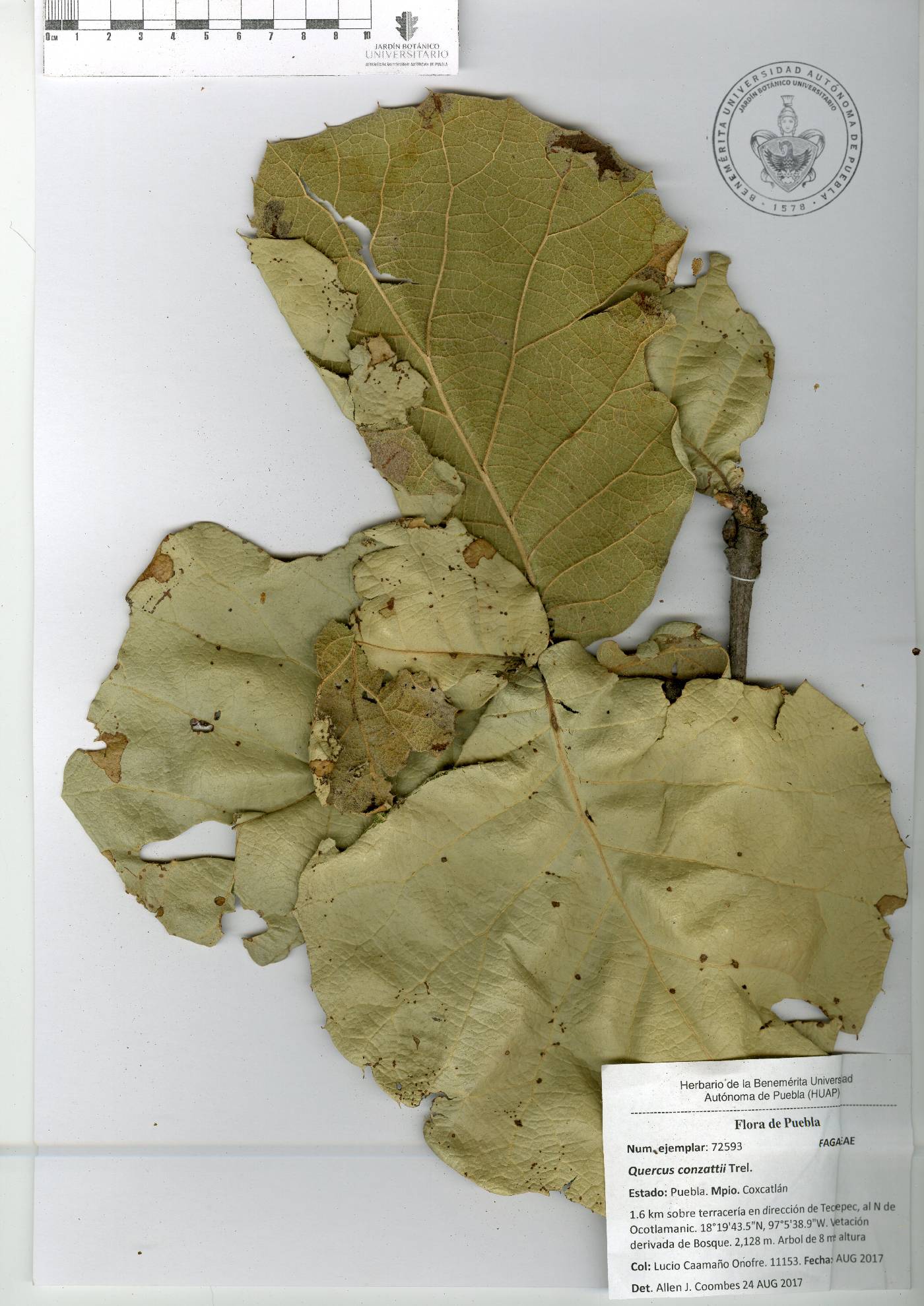 Quercus conzattii image