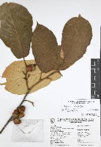 Quercus candicans image