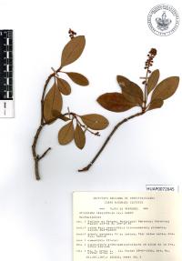 Byrsonima crassifolia image