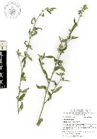 Sida rhombifolia image