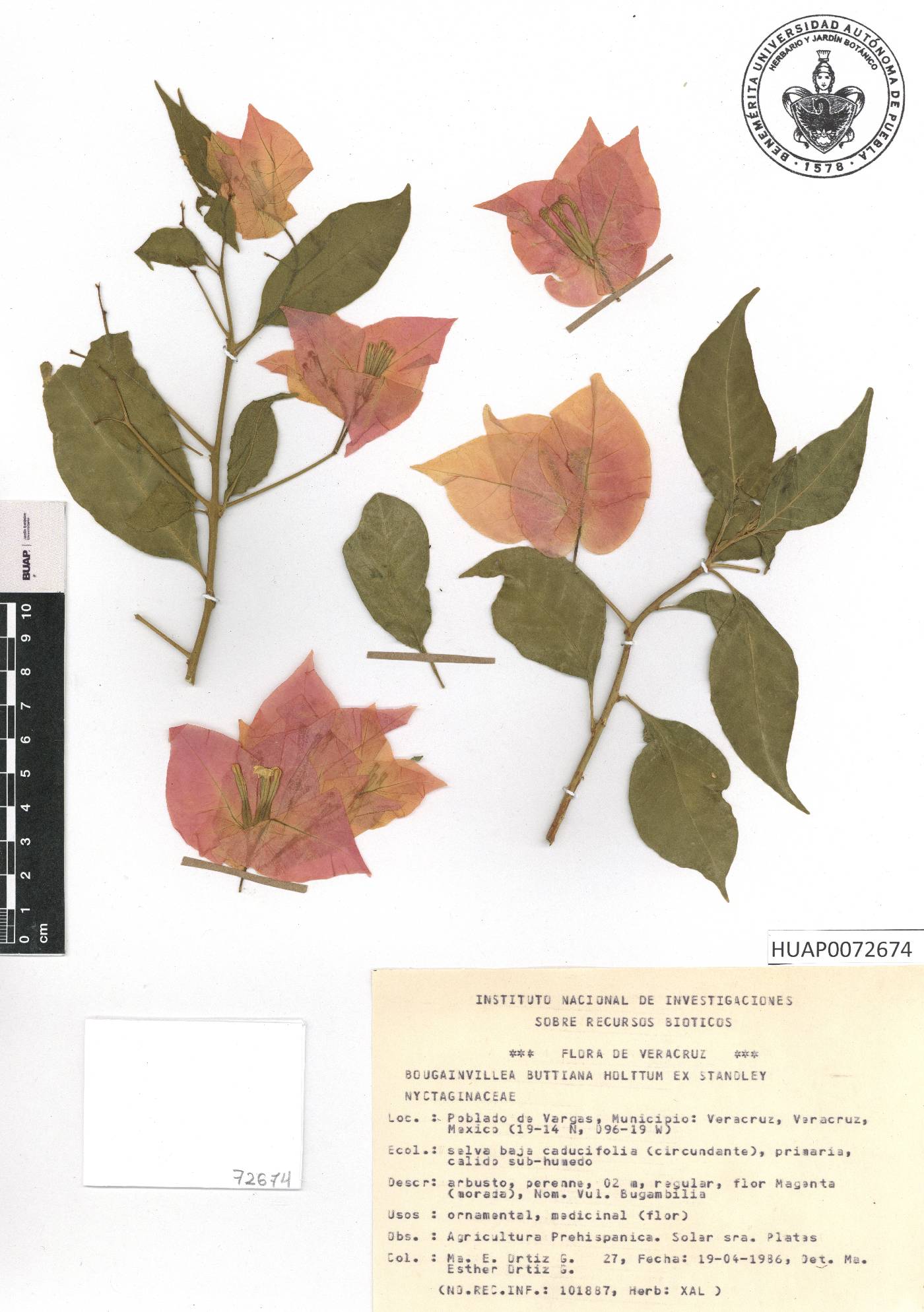 Bougainvillea buttiana image