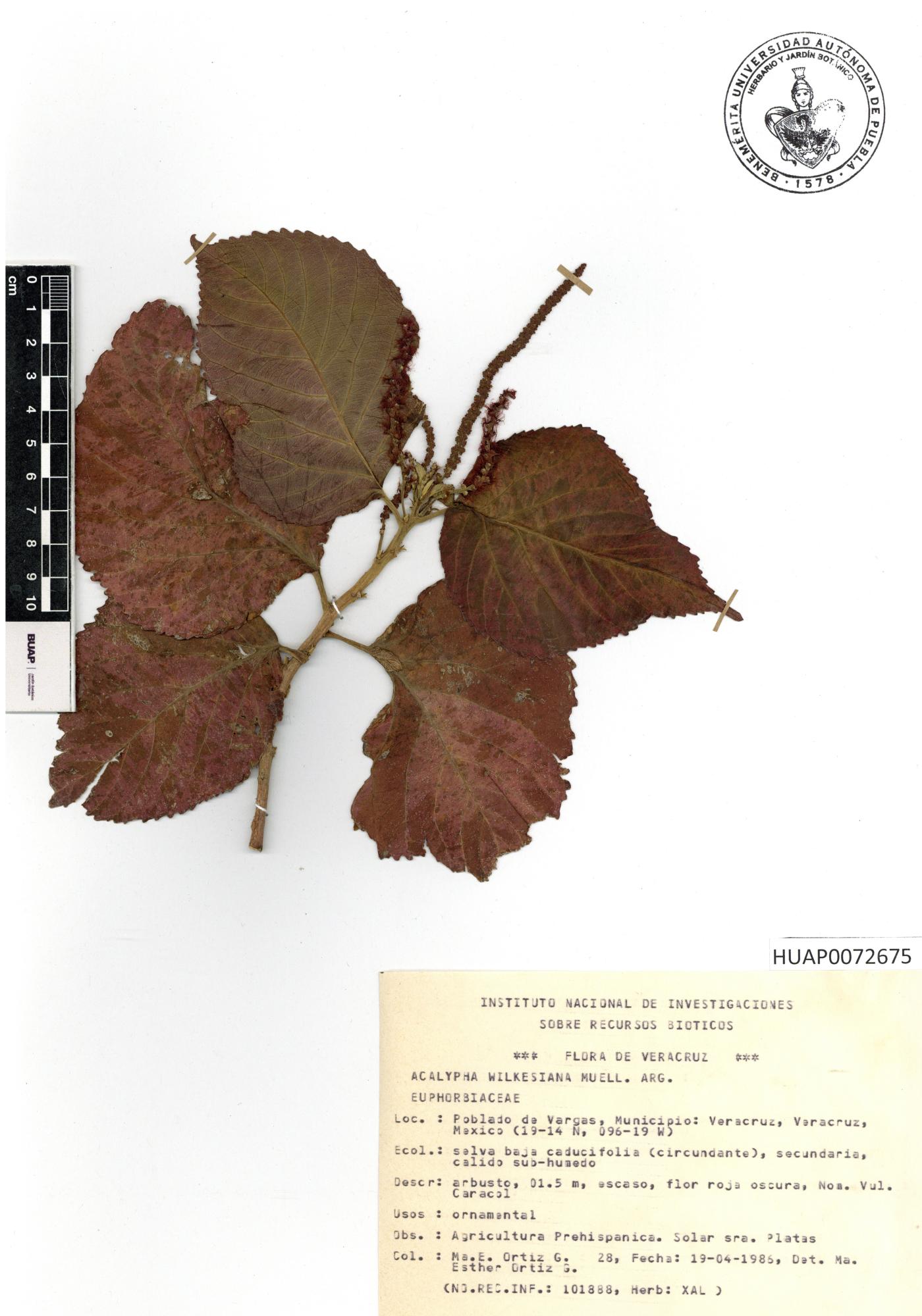 Acalypha wilkesiana image