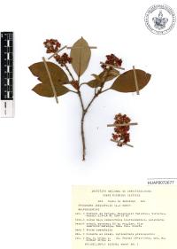 Byrsonima crassifolia image