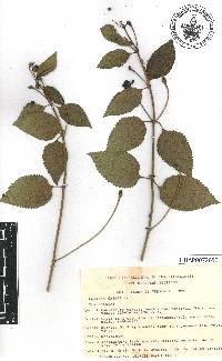 Lantana camara image