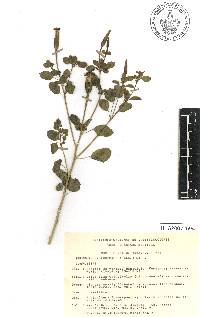 Porophyllum ruderale image