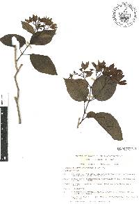 Clerodendrum thomsoniae image
