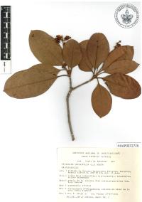 Byrsonima crassifolia image