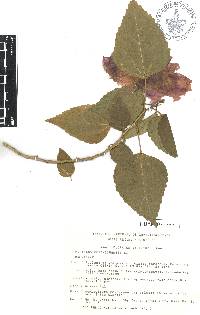 Hibiscus rosa-sinensis image