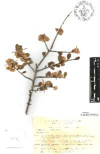 Wimmeria pubescens image