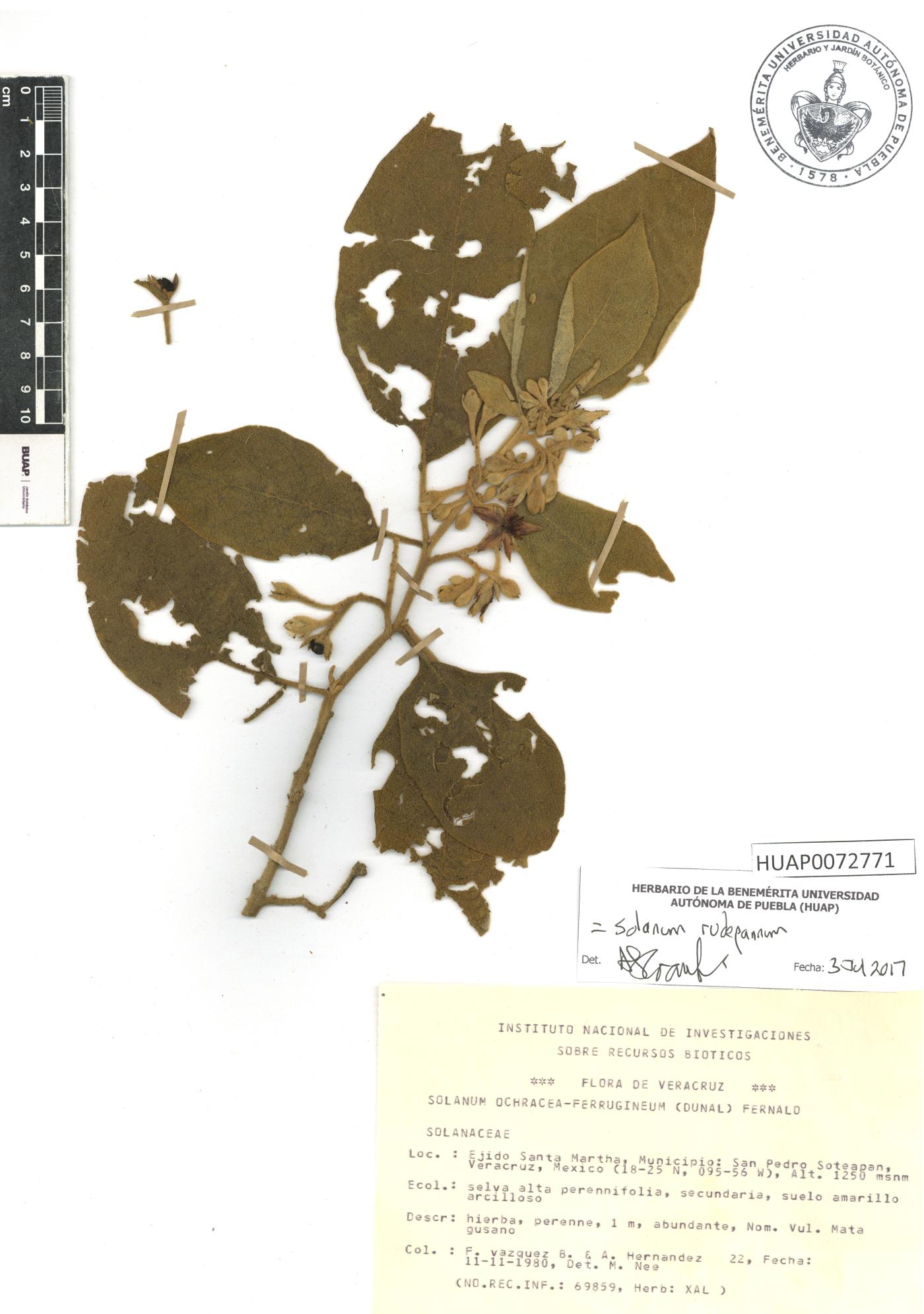 Solanum rudepannum image