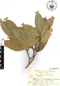 Brosimum alicastrum image