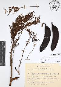 Acacia pennatula image