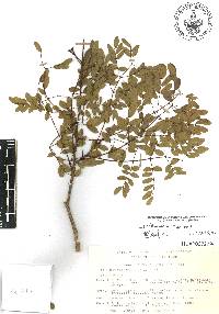 Erythrostemon mexicanus image