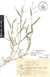 Urochloa plantaginea image