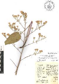 Symphyotrichum oolentangiense image