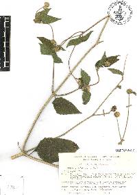 Melanthera nivea image