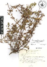 Lysimachia arvensis image