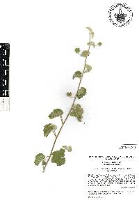 Abutilon abutiloides image