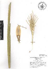 Dasylirion texanum image