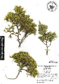 Juniperus ashei image