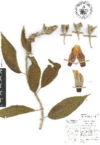 Ipomoea murucoides image