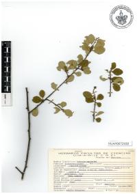 Erythroxylum rotundifolium image