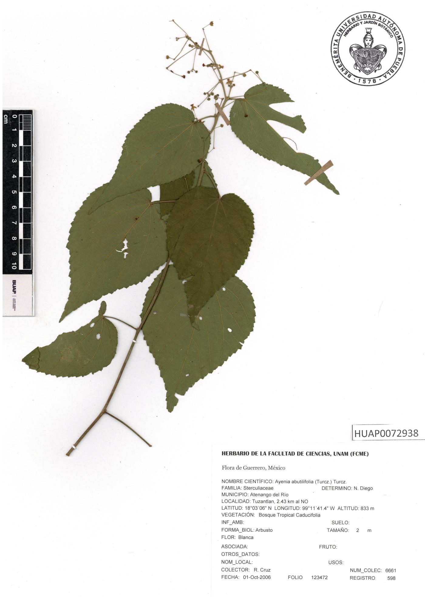 Ayenia abutilifolia image