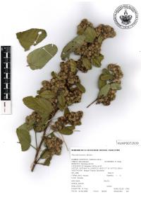 Waltheria indica image