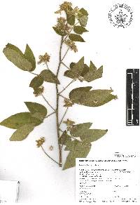 Senna villosa image