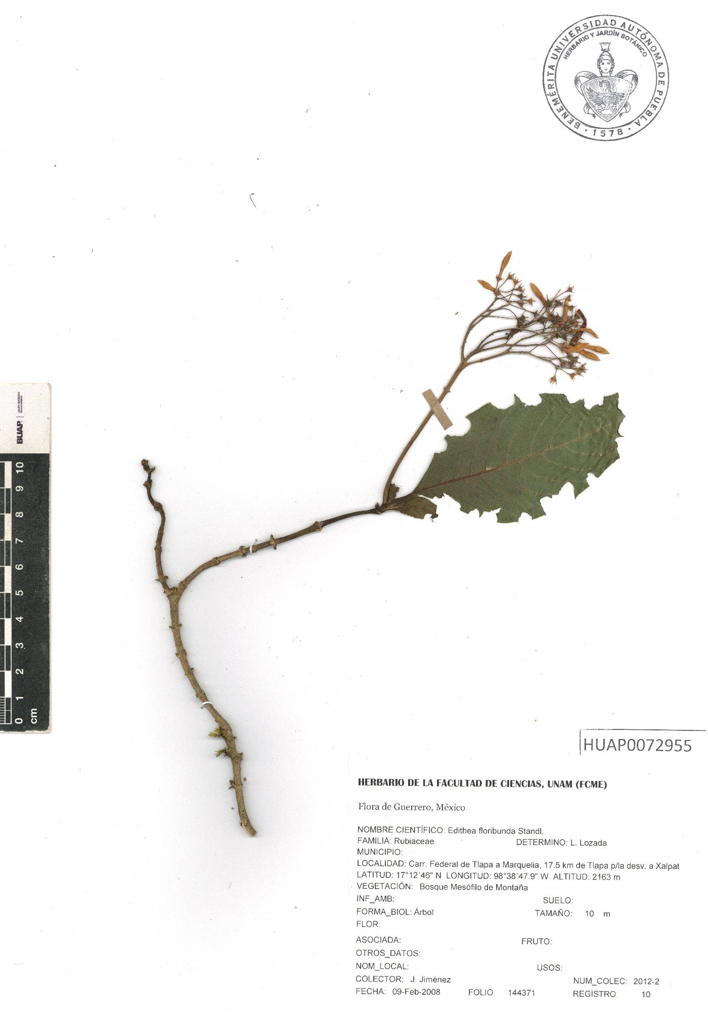 Edithea floribunda image