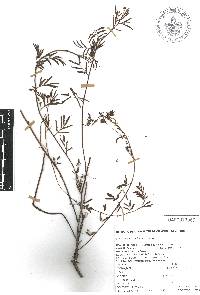 Desmanthus virgatus image