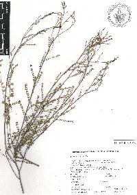 Dalea filiciformis image