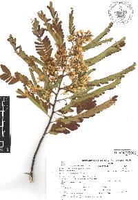 Poeppigia procera image