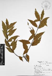 Quercus affinis image