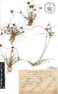 Cyperus flavescens var. flavescens image