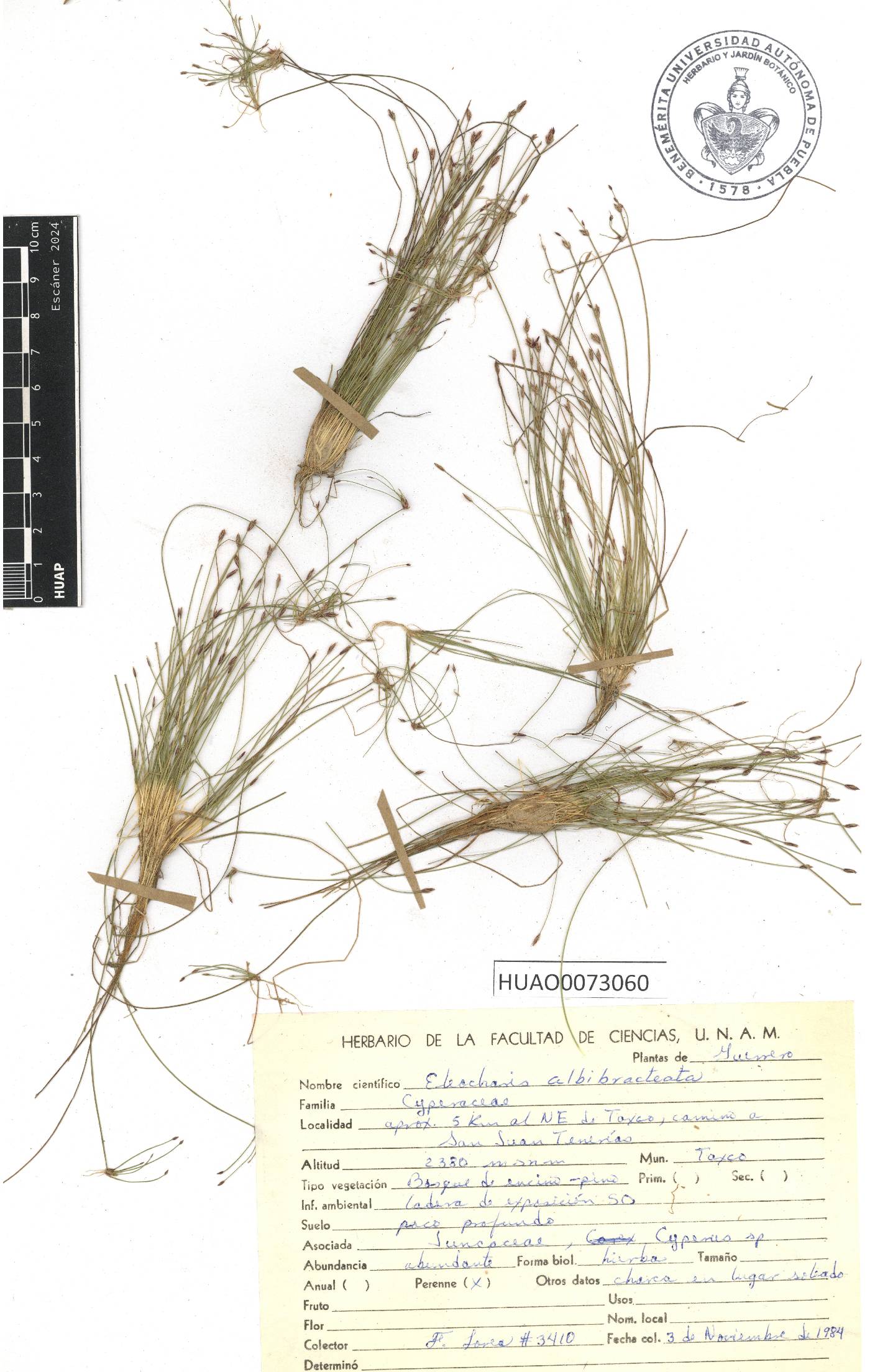 Eleocharis albibracteata image