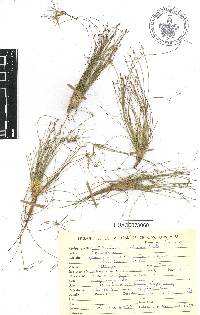 Image of Eleocharis albibracteata