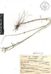 Rhynchospora eximia image