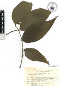 Piper hispidum image