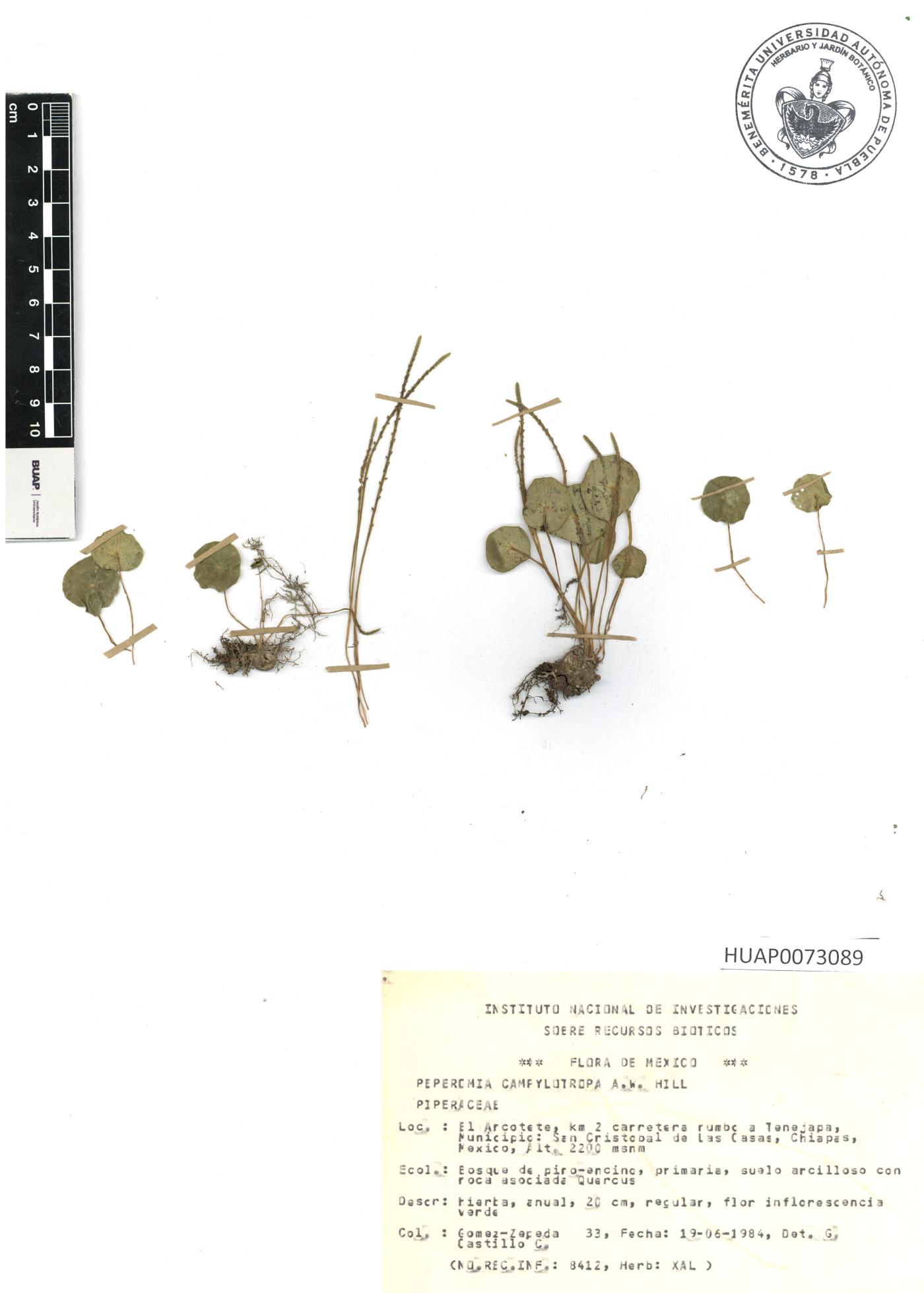 Peperomia bracteata image
