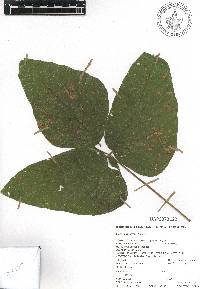 Mucuna pruriens image