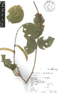 Galactia viridiflora image