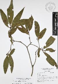 Quercus affinis image